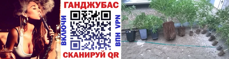 Купить закладки  Новочеркасск  Канабис сатива 